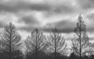 black and white photo of leafless trees against a cloudy sky-shivers