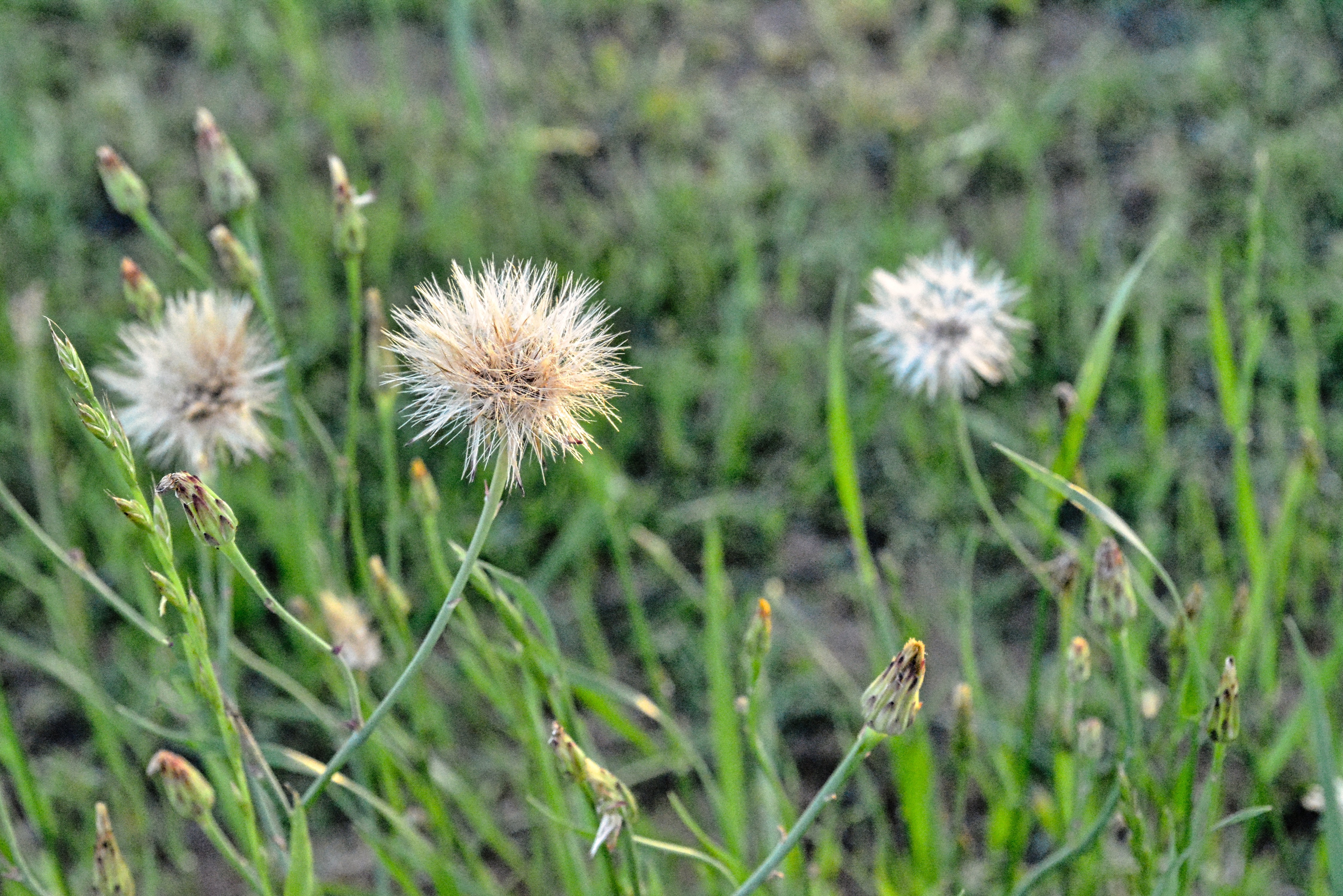 three dandelions in a field of green with one dandelion clearly focused in the foreground and two others blurry behind it