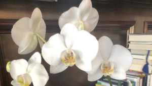 White orchids remind us to not give up