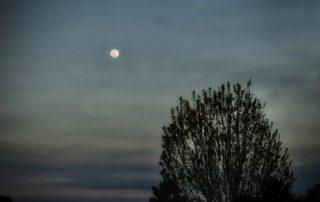 the small white moon shines against a grays blue night sky with clouds and a single tree top on the right-lost words tell a story