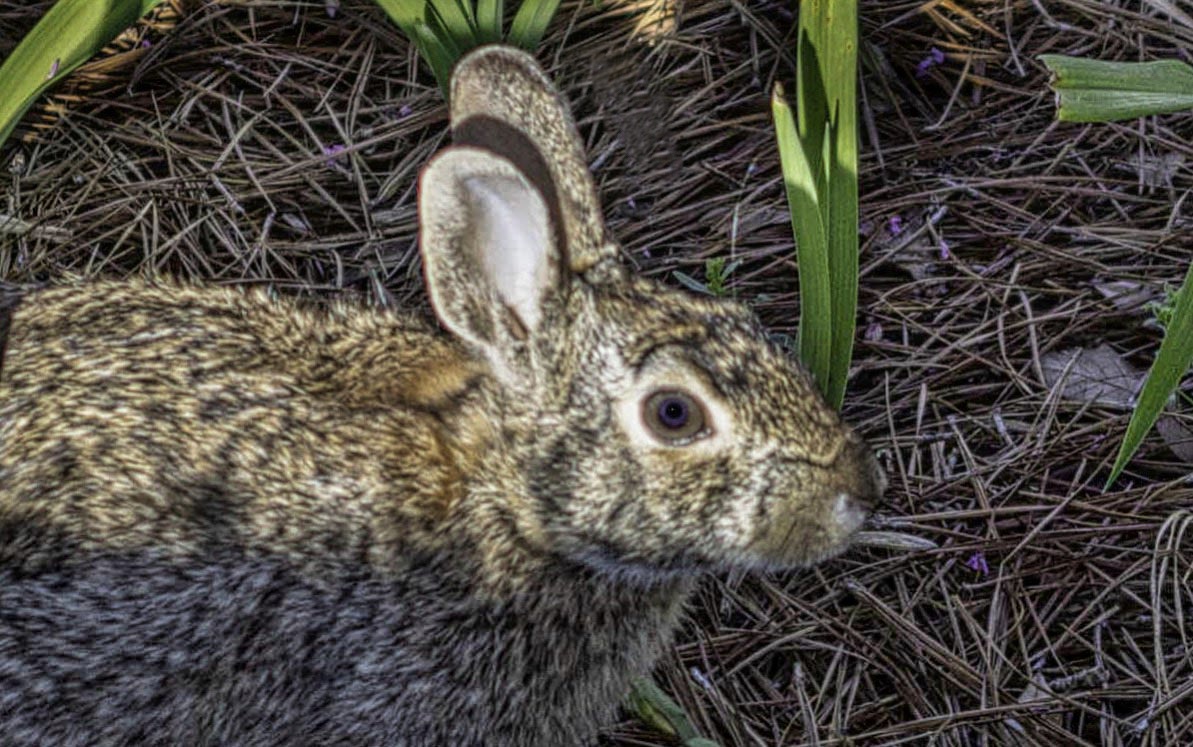 a wild rabbit standing still in a garden with pine needles on the ground and the stems of dallies to the right
