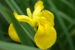 a single yellow iris with a blurred background of green leaves