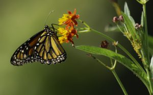 monarch butterfly on the yellow and orange bloom of the milkweed plant with a blurred background