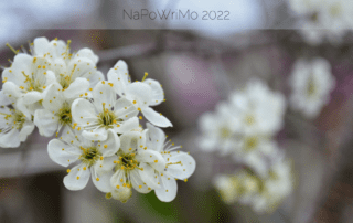 Cluster of white flowers with a blurred background with NaWriPoMo 2022 superimposed on the photo