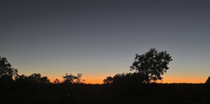 The orange glow of the sunset hovers at the horizon with deep grayish-blue sky above and the shadow of the trees in the foreground