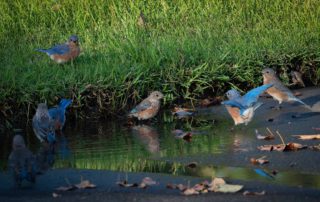 a small flock of male and female Bluebirds splash and play in a puddle on a driveway