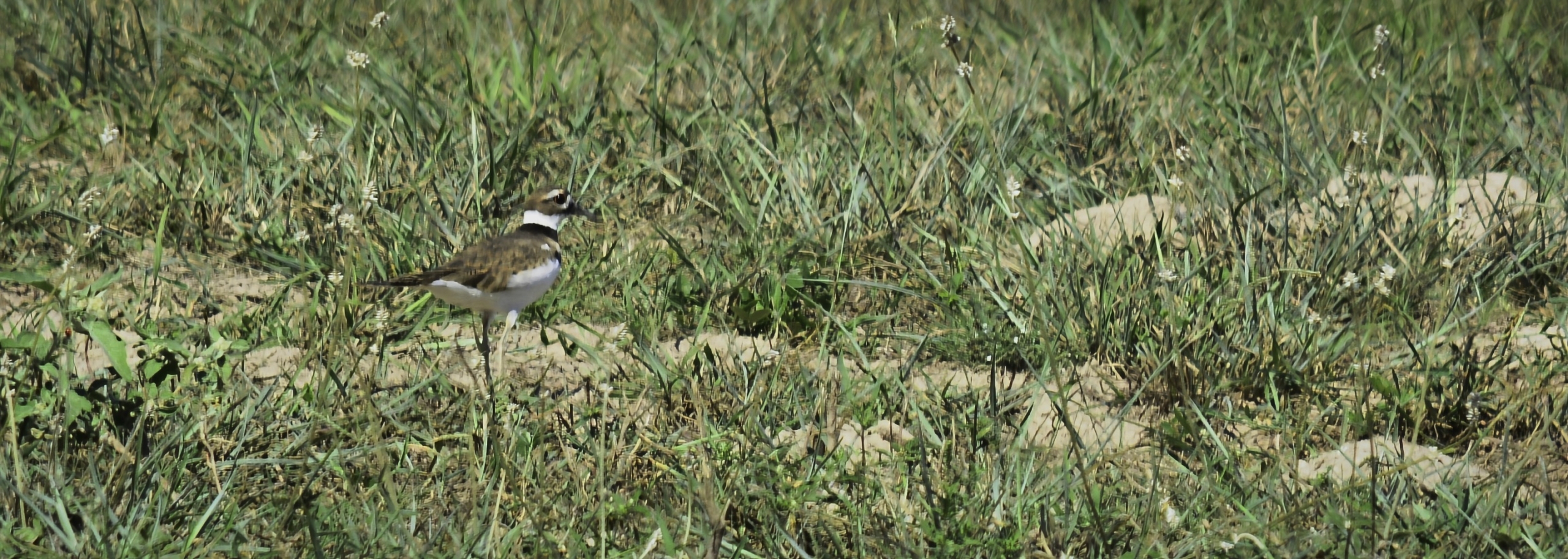 A single Killdeer bird stand in the grassy plain with a bit of sandy soil within the grass
