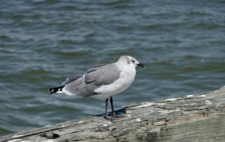 A single Laughing Sea Gull stands on the edge of a pier with the ocean in the background