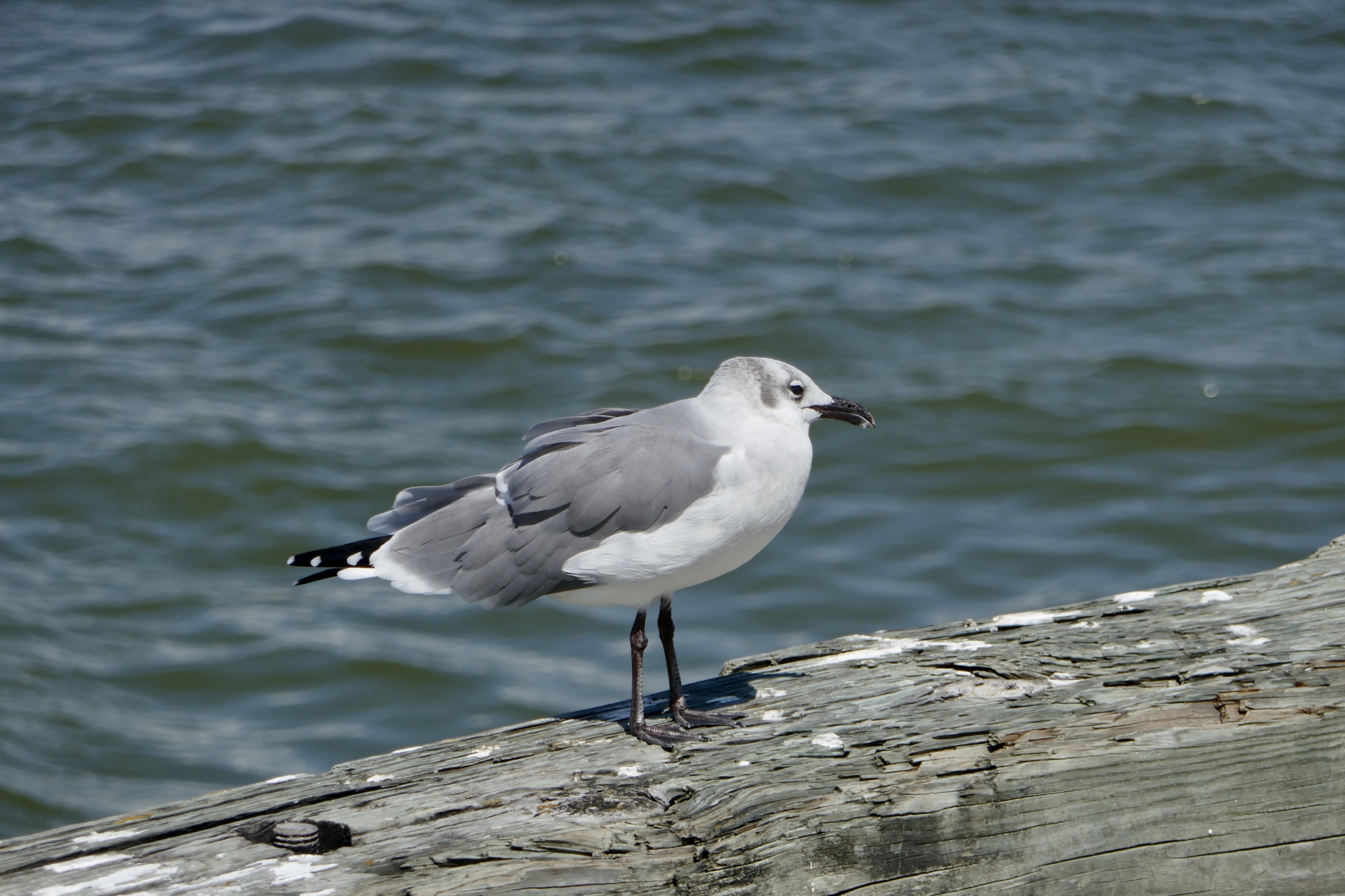 A single Laughing Sea Gull stands on the edge of a pier with the ocean in the background
