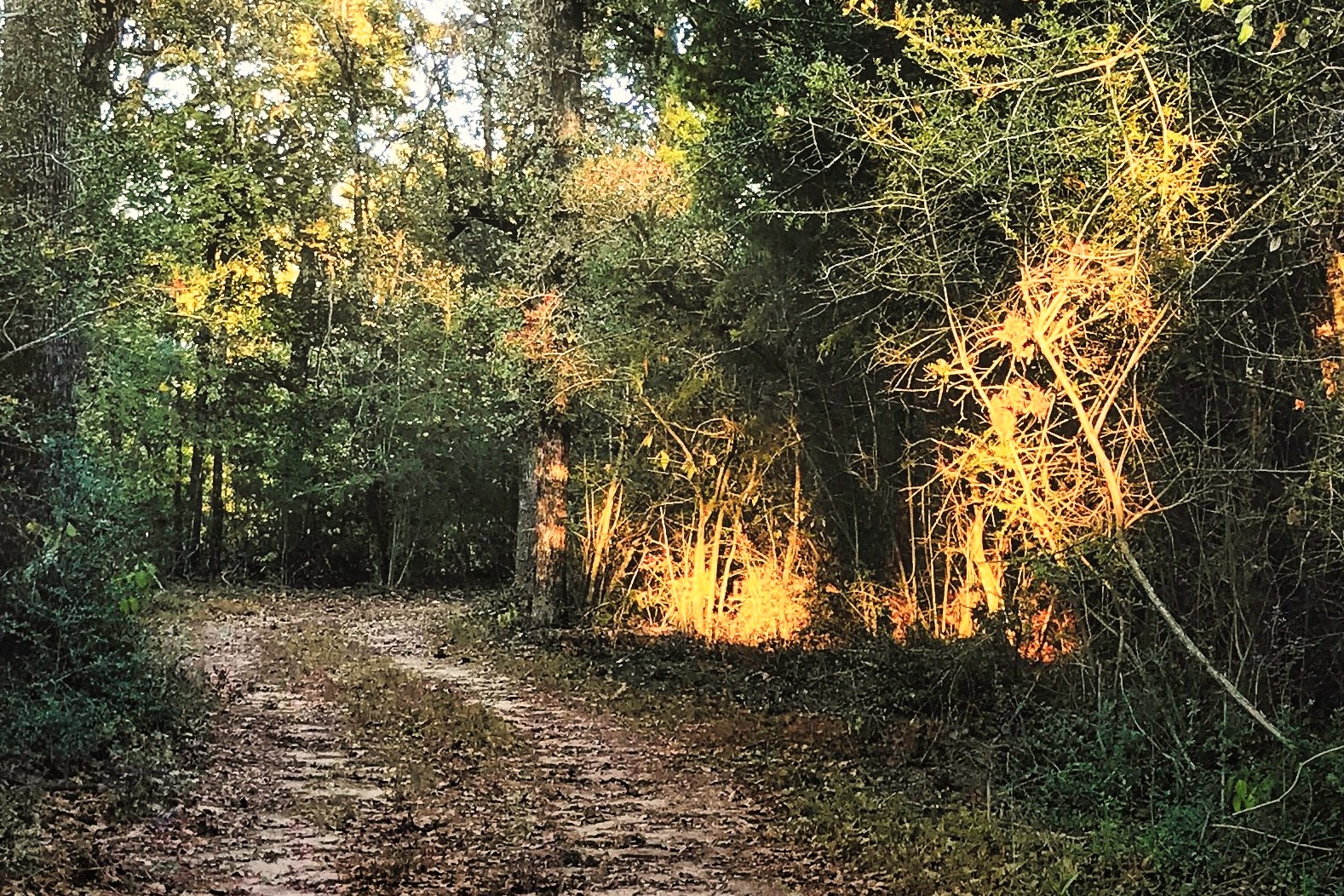 A dirt road into the woods with trees on either side; the sun casts a yellow spotlight on the trunks of the trees on the right side of the road