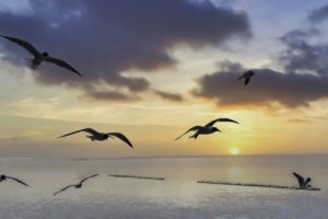 Seagulls flying over the coast against the setting sun with a aircraft carrier in the lower left and rolling waves in the foreground