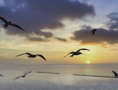 Freedom Is Not Just Another Word