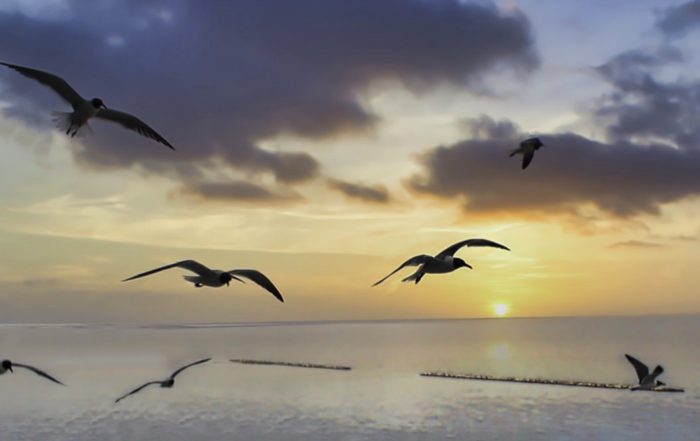 Seagulls flying over the coast against the setting sun with a aircraft carrier in the lower left and rolling waves in the foreground