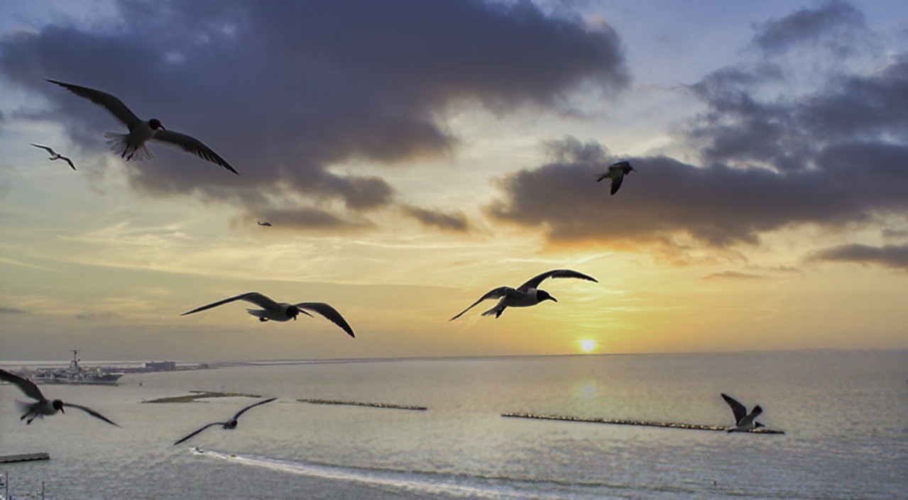 Seagulls flying over the coast against the setting sun with a aircraft carrier in the lower left and rolling waves in the foreground