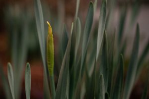 Daffodil bud with the yellow tip beginning to show surrounded by leaves