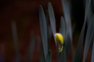 A single daffodil bud amid the leaves