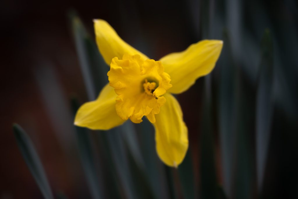 A single fully opened yellow daffodil