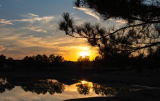 Sunset over the lake with sun glowing on the horizon against a blue sky; the shoreline reflected in the water and the branches of a pine tree in focus on the right side