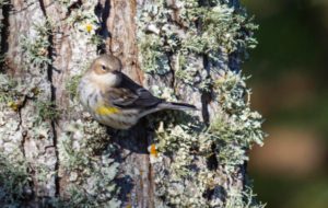 a small bird with a yellow on its wingtips clinging to the side of an oak tree covered in moss