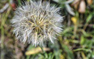 a single close-up of a dandelion against a blurred background of its leaves