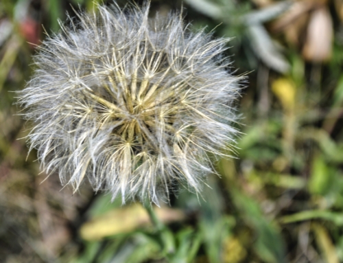 The Wind Blows—What We Hope to Learn from Dandelions