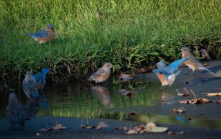 a flock of eastern Bluebirds splash in a puddle in the drive and one standing in the green grass