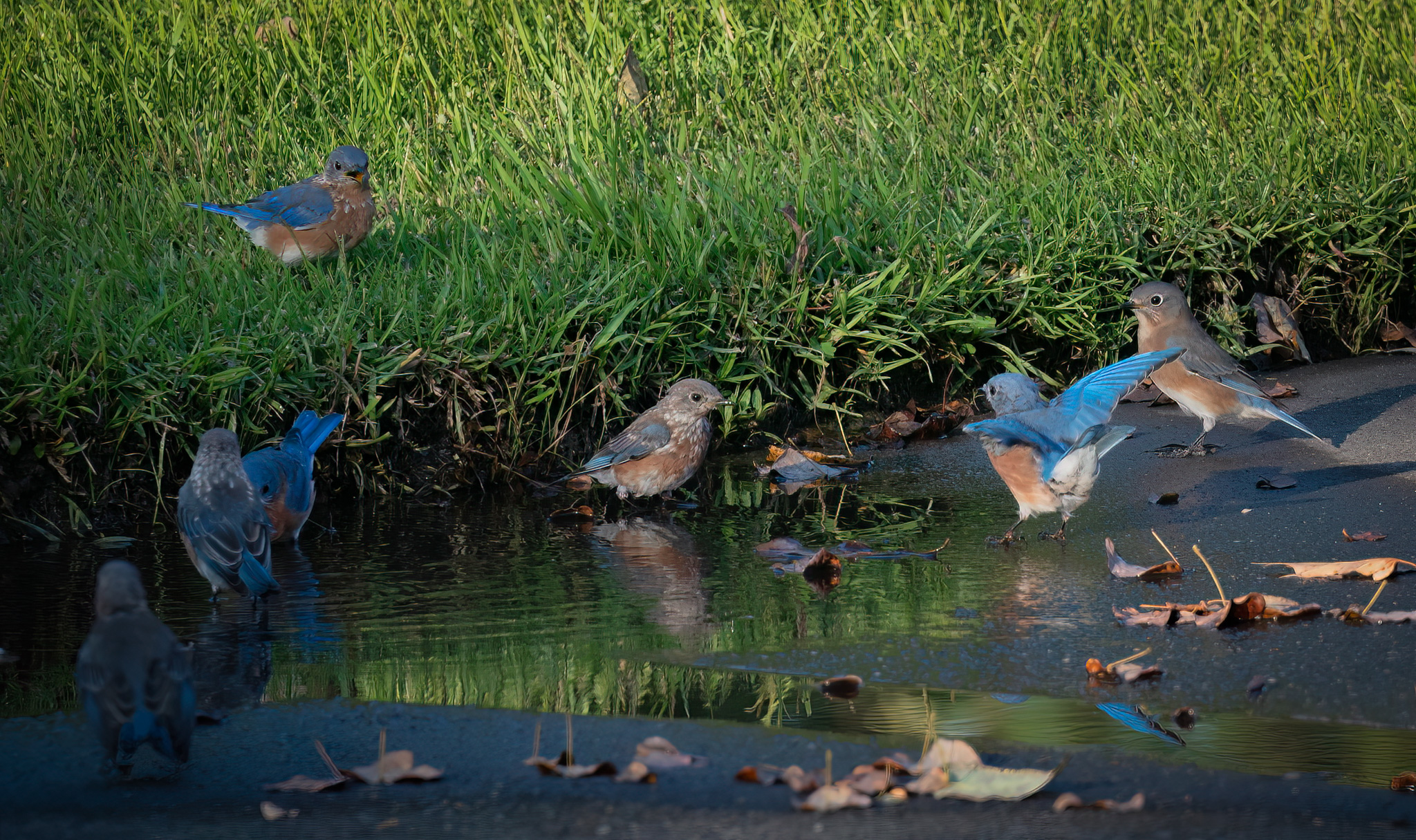 a flock of eastern Bluebirds splash in a puddle in the drive and one standing in the green grass