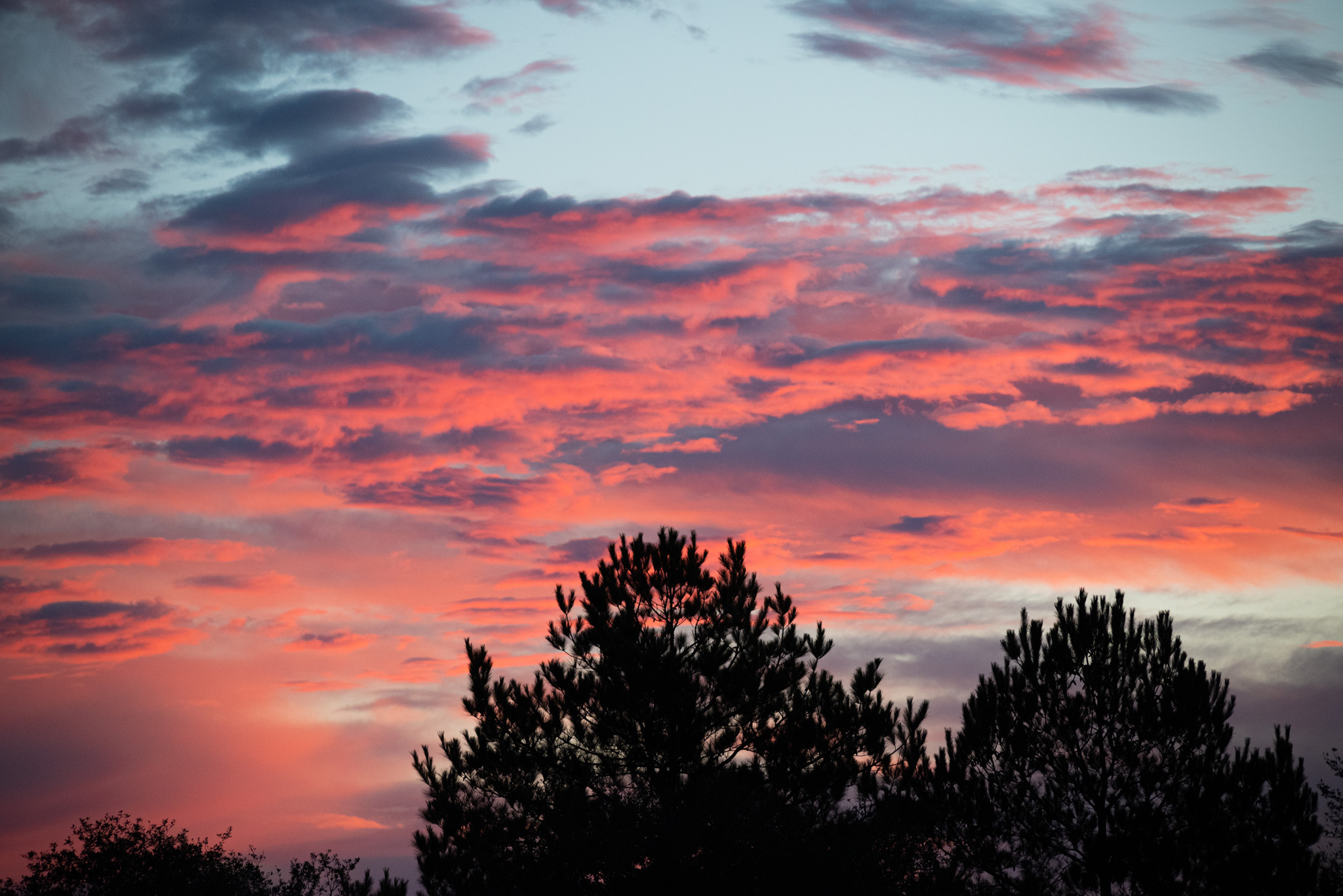 A sunset sky with varying shades of pink, peach, orange, blue, and grey with blue sky in between; in the foreground are the tops of pine trees