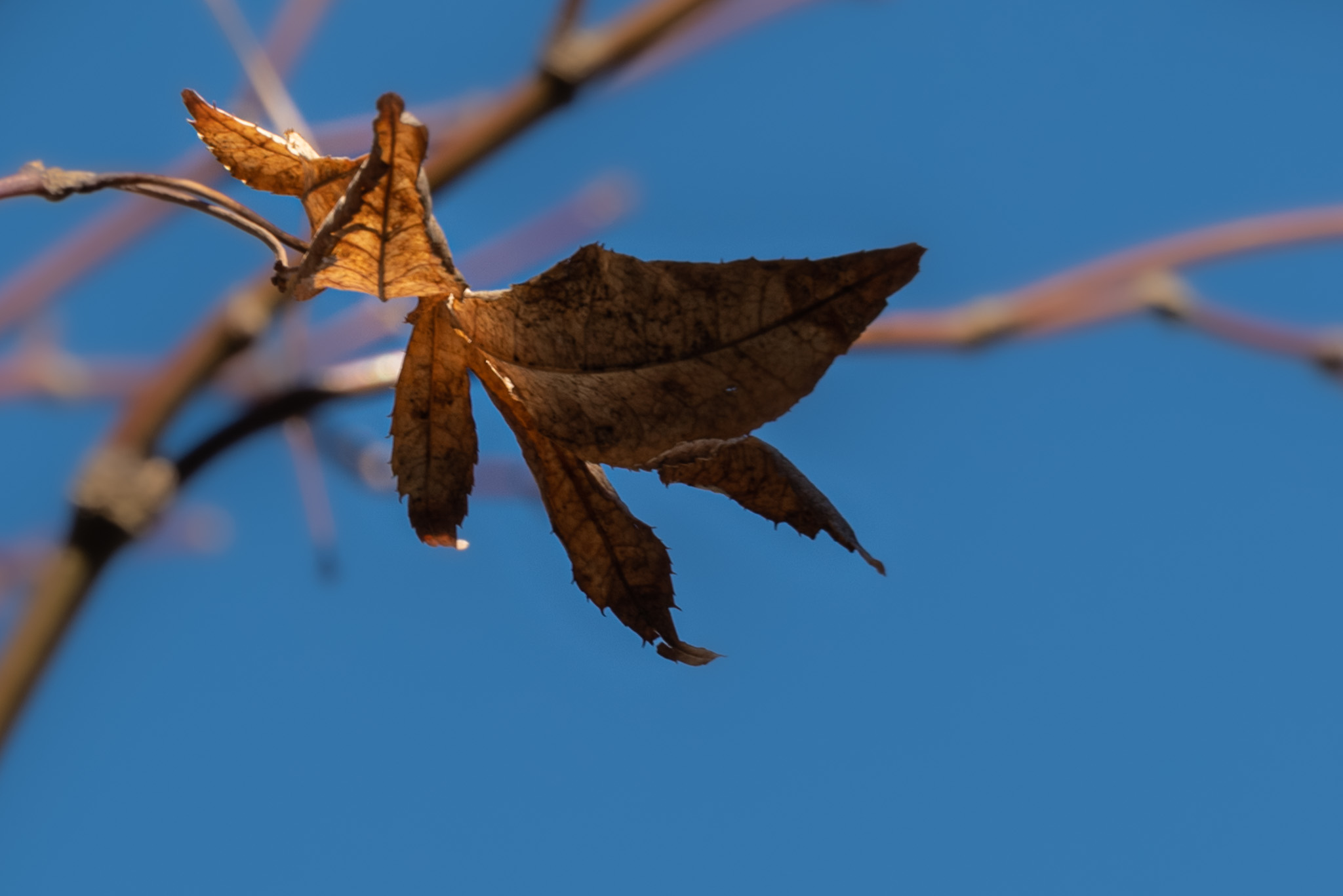 A single leaf clings to a branch against a brilliant blue sky