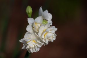 A cluster of white with yellow centers Cheerfulness Daffodils against a dark background