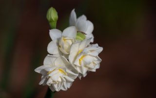 A cluster of white with yellow centers Cheerfulness Daffodils against a dark background