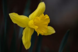 A single yellow daffodil against a black background