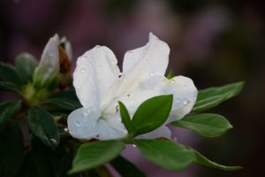 a single white azalea blossom surrounded by leaves with drops of dew sitting on petals and leaves