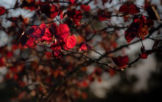 The reddish leaves of the Red Bud tree in spring with only a small clump in focus and the sun piercing through the leaves