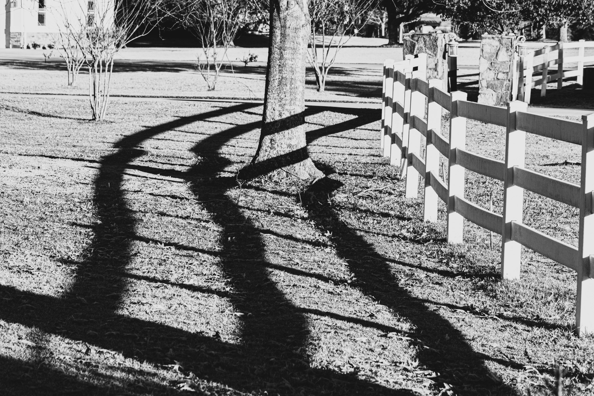 Black and white photograph of shadows formed by a white rail fence and the trunk of a single oak tree; the tree stands perpendicular to the parallel lines of the fence and the fence's shadow