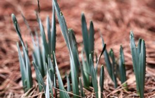 Daffodil leaves starting to sprout from the ground covered with pine needles