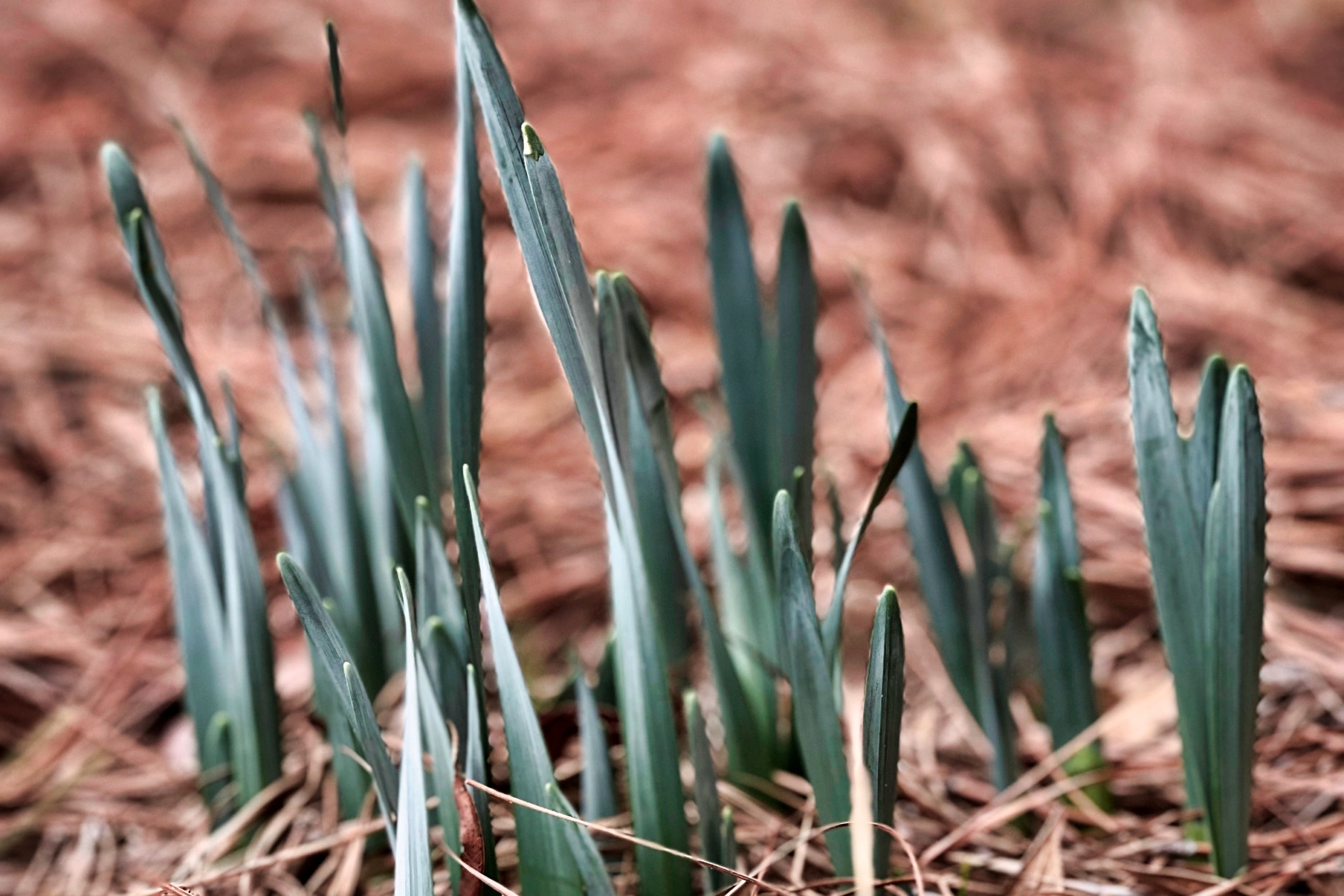 Daffodil leaves starting to sprout from the ground covered with pine needles