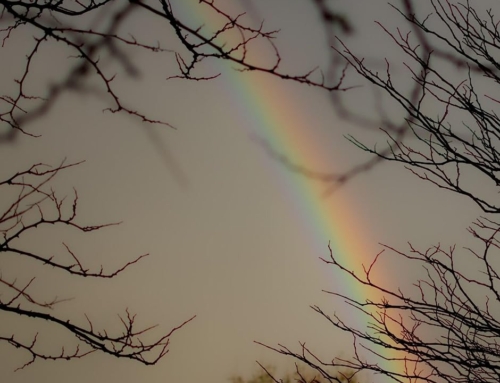 Poetic Thoughts on a Debut Book—In the Shadow of Rainbows