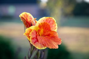 A SINGLE ORANGE AND YELLOW CANNA LILY AGAINST A BLURRED BACKGROUND