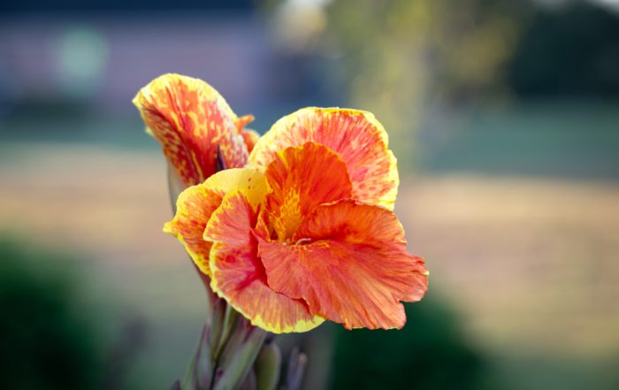 A SINGLE ORANGE AND YELLOW CANNA LILY AGAINST A BLURRED BACKGROUND