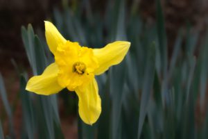 A single yellow daffodil against blurred green background