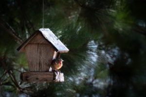 Rustic wooden birdhouse hanging from a tree with a vibrant cardinal perched at the entrance, set against a backdrop of lush green foliage.