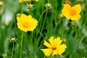 Three yellow flowers in a field with other new buds around them against a background of green leaves and stems