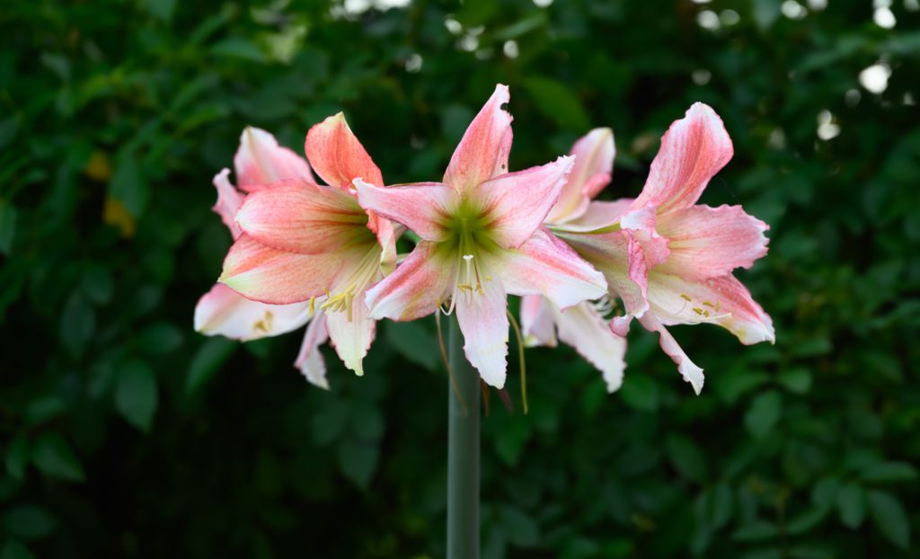 Pink Amaryllis-KathrynLeRoy Close-up of a blooming amaryllis with large pink and white flowers against a lush green background.