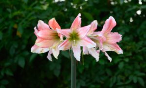 Close-up of a blooming amaryllis with large pink and white flowers against a lush green background.
