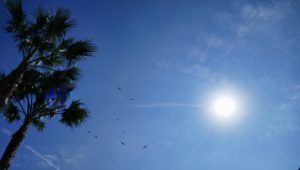 A palm tree silhouetted against a bright sun and clear blue sky, with several birds soaring above.