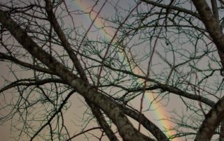 A close-up of bare branches silhouetted against a soft gray sky, with a faint rainbow arcing in the background.