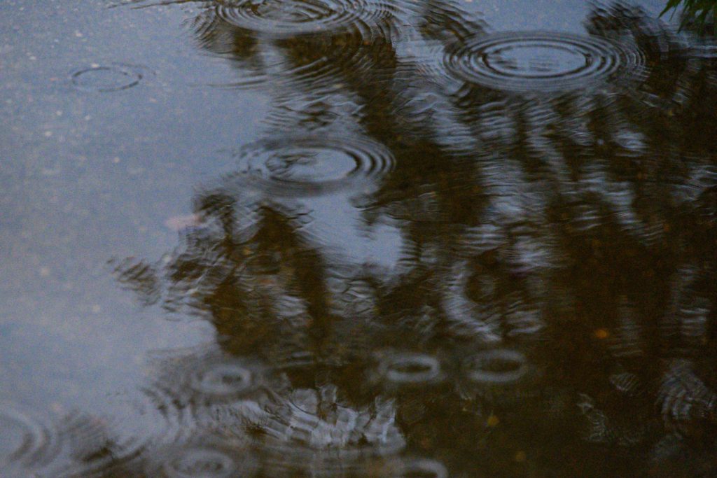 Ripples in a shallow puddle reflect blurred tree foliage, creating a serene and moody atmosphere during rainfall.