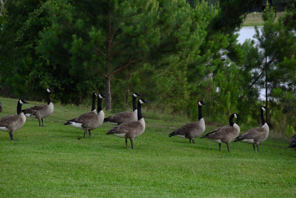 A group of Canada geese stands on green grass, surrounded by pine trees, with a tranquil lake visible in the background.