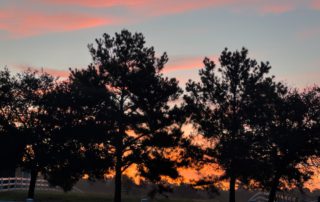Summer Sunrise © Kathryn LeRoy: Silhouetted trees against a vibrant sunrise, showcasing shades of orange and pink in the sky with a white fence in the foreground.